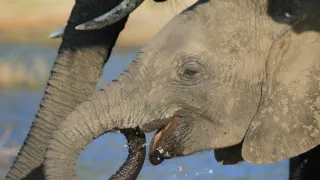 Slony zblízka (1/2)