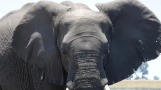 Slony zblízka (2/2)