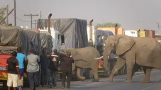 Slony zblízka (2/2)