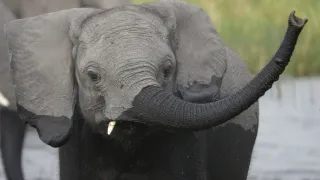 Slony zblízka (2/2)