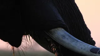 Slony zblízka (2/2)