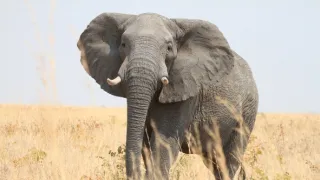 Slony zblízka (2/2)