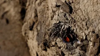 Slony zblízka (2/2)