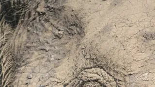 Slony zblízka (2/2)