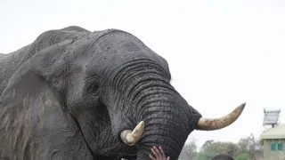 Slony zblízka (2/2)