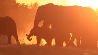 Slony zblízka (2/2)