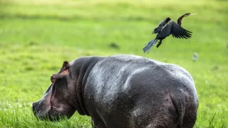 Okavango - rieka snov (2/4)