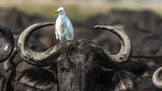 Okavango - rieka snov (2/4)