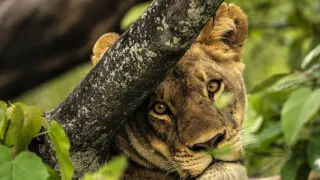 Okavango - rieka snov (2/4)