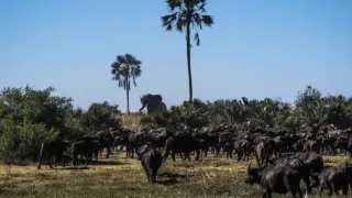 Okavango - rieka snov (2/4)