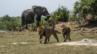 Okavango - rieka snov (2/4)