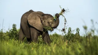 Okavango - rieka snov (2/4)