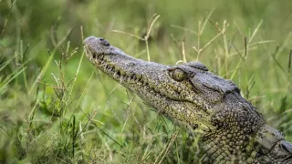 Okavango - rieka snov (2/4)