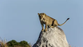 Okavango - rieka snov (2/4)