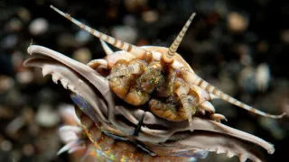 Tajemství skrytá v písku (5/6)