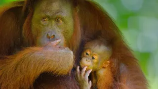 Zázračná planeta: Tropické ostrovy (2/3)