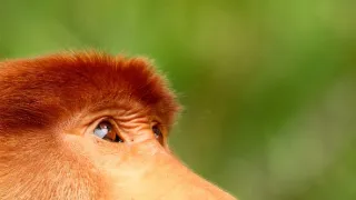 Zázračná planeta: Tropické ostrovy (2/3)