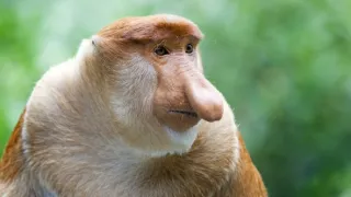 Zázračná planeta: Tropické ostrovy (2/3)