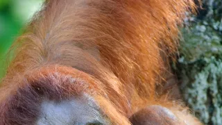 Zázračná planeta: Tropické ostrovy (2/3)