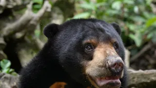 Zázračná planeta: Tropické ostrovy (2/3)