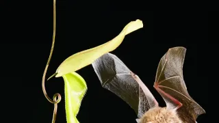 Zázračná planeta: Tropické ostrovy (2/3)