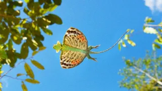 Zázračná planeta: Tropické ostrovy (2/3)