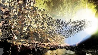 Zázračná planeta: Tropické ostrovy (2/3)