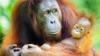 Zázračná planeta: Tropické ostrovy (2/3)