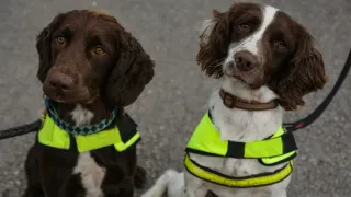 Jedinečné psie povolania (5)