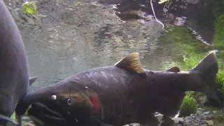 Rozmnožování v divočině