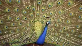 Rozmnožování v divočině