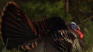 Rozmnožování v divočině