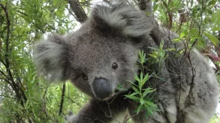 Rozmnožování v divočině