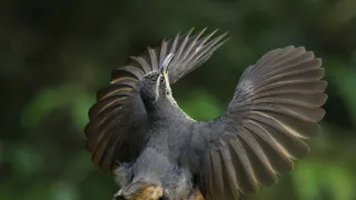 Rozmnožování v divočině