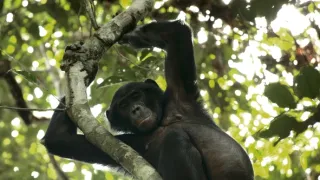 Rozmnožování v divočině