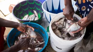 Anthony Bourdain: Neznámé končiny XII (2)