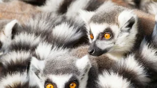 Najskvelejší tanečníci prírody (1/2)