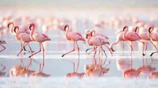 Najskvelejší tanečníci prírody (1/2)