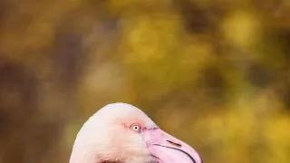 Najskvelejší tanečníci prírody (1/2)