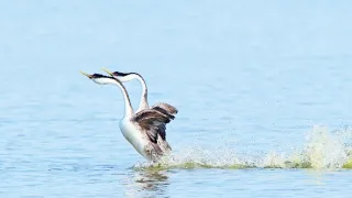 Najskvelejší tanečníci prírody (1/2)
