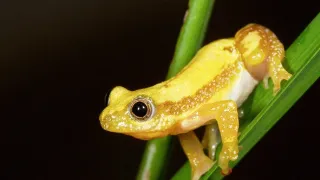 Najskvelejší tanečníci prírody (1/2)