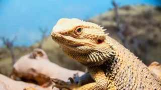 Najskvelejší tanečníci prírody (1/2)