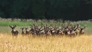 Zvernica Obelisk bez doby ochrany