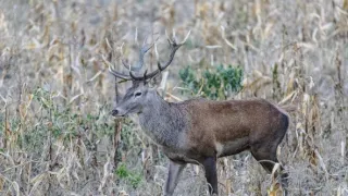 Zvernica Obelisk bez doby ochrany