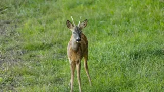 Zvernica Obelisk bez doby ochrany