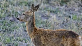 Zvernica Obelisk bez doby ochrany