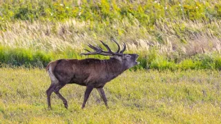 Zvernica Obelisk bez doby ochrany