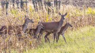 Zvernica Obelisk bez doby ochrany
