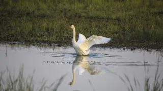 Zvernica Obelisk bez doby ochrany