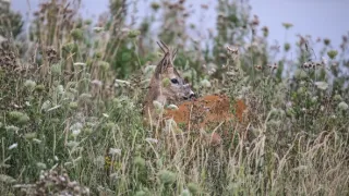 Zvernica Obelisk bez doby ochrany